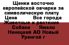 Щенки восточно европейской овчарки за символическую плату › Цена ­ 250 - Все города Животные и растения » Собаки   . Ямало-Ненецкий АО,Новый Уренгой г.